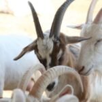 SAANEN GOAT