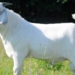 SAVANNA GOAT