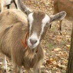 Toggenburg Goat