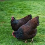 The Barnevelder