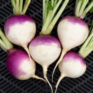Turnip Seeds