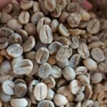 Buy Green Coffee Beans Unroasted Green Coffee Beans