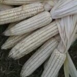 Whole White Corn | Dried Maize White Corn Maize