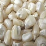 Whole White Corn | Dried Maize White Corn Maize