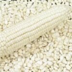 Whole White Corn | Dried Maize White Corn Maize