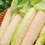 Whole White Corn | Dried Maize White Corn Maize