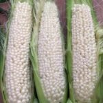 Whole White Corn | Dried Maize White Corn Maize