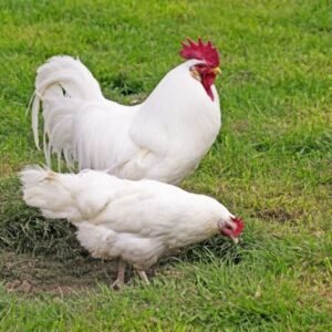 White Leghorn