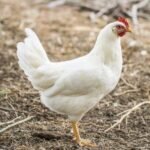 White Leghorn