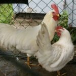White Leghorn