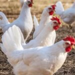 White Leghorn