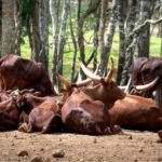 Ankole Watusi Cattle Ankole Watusi Cattle ankole cattle