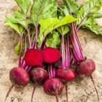 Organic Fresh Beetroots