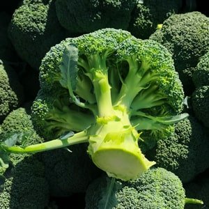 broccoli east africa