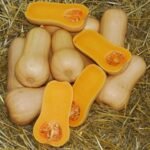 squash butternut
