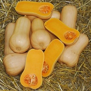 squash butternut