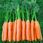 Fresh Whole Carrots