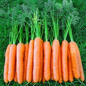 Fresh Whole Carrots