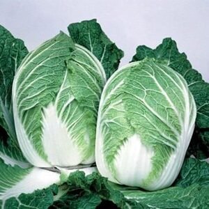 chinese cabbage east africa