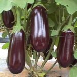 Eggplants