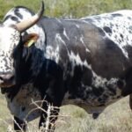 nguni cattle