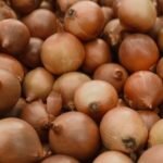 Fresh Whole Onions