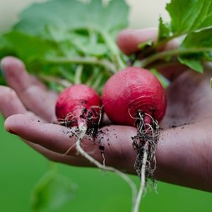 Organic Fresh Radishes