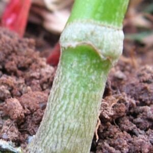 SWEET PEPPER ROOTSTOCK