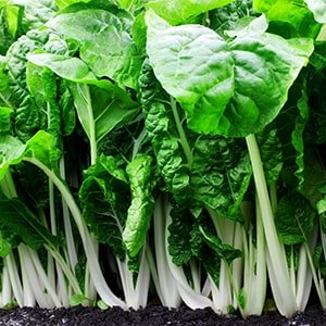SWISS CHARD