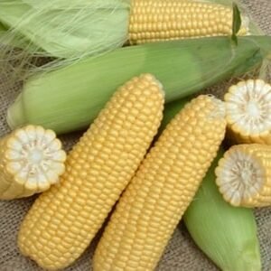 Whole Kernel Sweet Corn