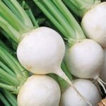 Turnip Seeds