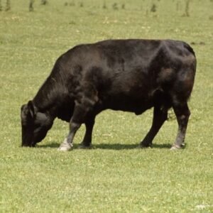 Aberdeen Angus Cattle