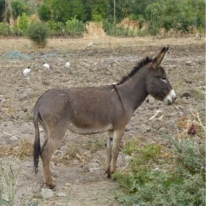 Abyssinian Donkeys