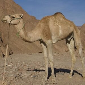 Afar Dromedary Camel