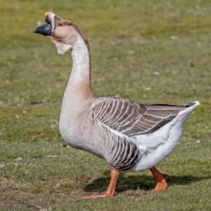 African Goose