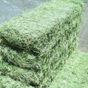 Alfafa Hay For Animal Feeding