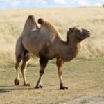 Alxa Bactrian Camel