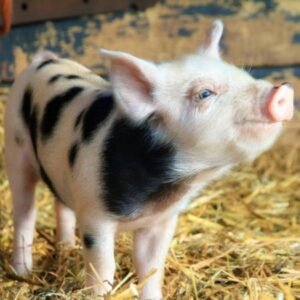 The American Landrace Swine