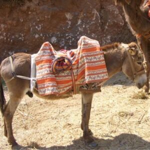 Anatolia Donkeys