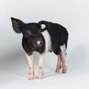 The Angeln Saddleback Swine