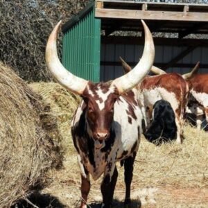 Ankole Watusi Cattle For Sale