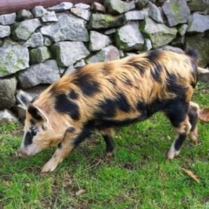 The Arapawa Island Swine
