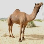 Arvana Dromedary Camel