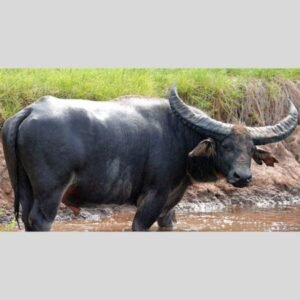 Meat Australian Buffalo Australian Buffalo