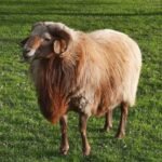 Awassi Sheep