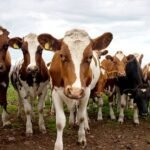 Ayrshire Cattle