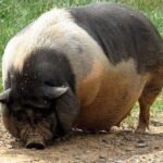 The Ba Xuyen Swine