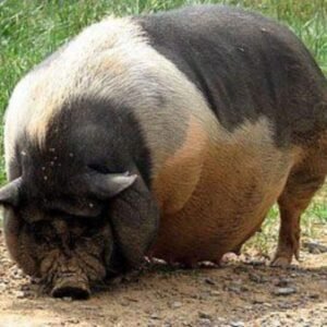 The Ba Xuyen Swine