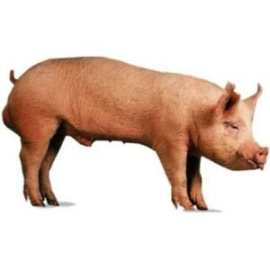 Bantu Swine