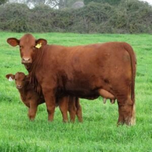 BeefMaster Cattle For Sale